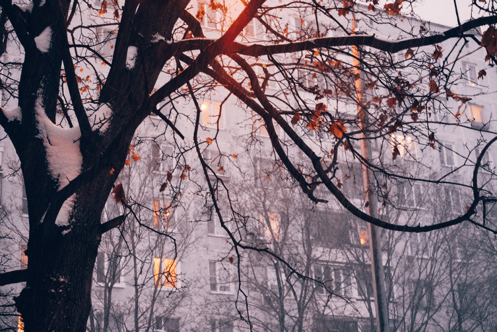 Close-up of wintry tree, leafless, in front a pink-hued city multi-story building. 