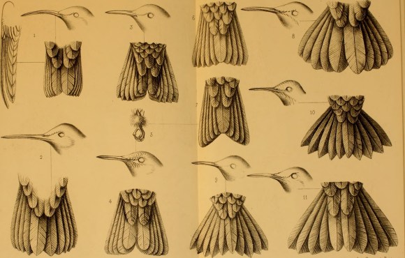 Annuaire_du_Musée_d'histoire_naturelle_de_Caen_(1880)_(17802448583)